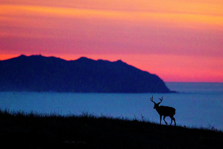 Mule Deer Buck At Sunset, Point Reyes Photograph by Sebastian Kennerknecht