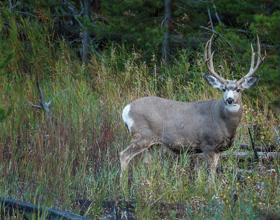 Mule Deer Buck Photograph - Mule Deer Buck by Galloimages Online