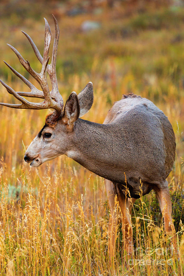 Mule Deer Buck In Rocky Mountain National Park Photograph