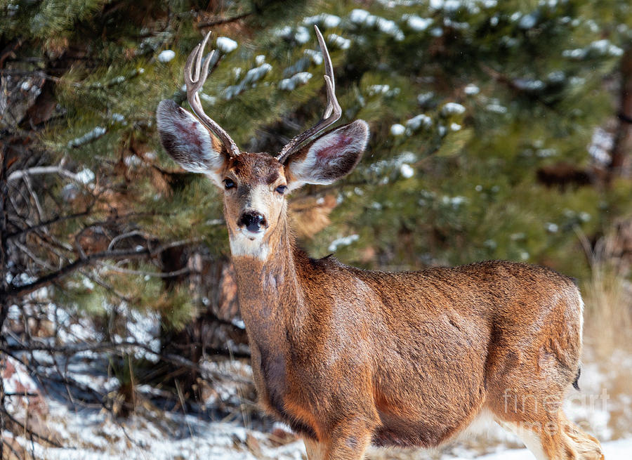 Mule Deer Buck In The Winter Photograph