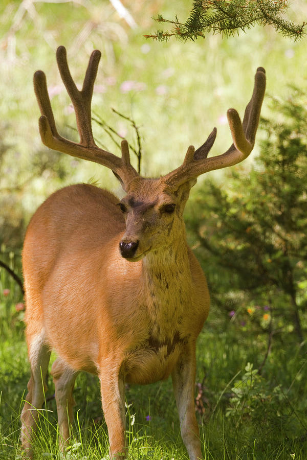 Mule Deer Buck In Velvet Photograph by Mark Miller Photos
