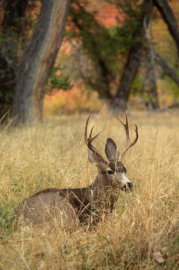 Mule Deer Buck Photograph by Michael Lustbader - Pixels