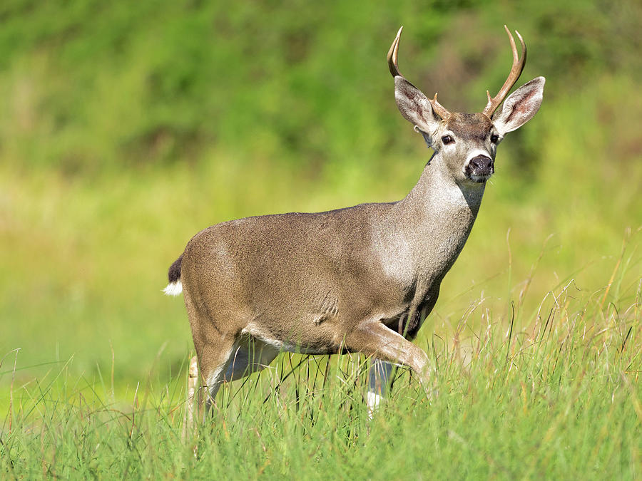 Mule Deer Buck (odocoileus Hemionus) In Grassland, Point Reyes National ...