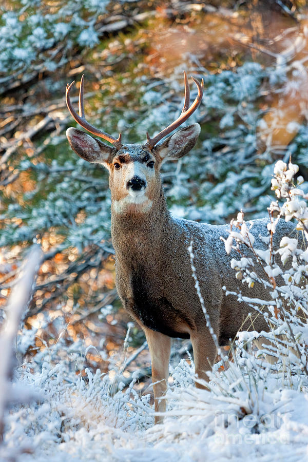 Mule Deer Buck on Snowy Day Photograph by Steven Krull