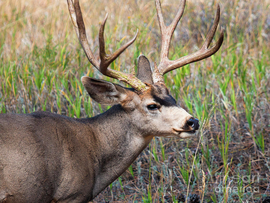Mule Deer Buck Portrait Photograph by Steven Krull