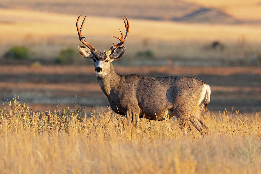 Mule Deer Buck Standing Proud at Sunrise Photograph by Tony Hake - Pixels