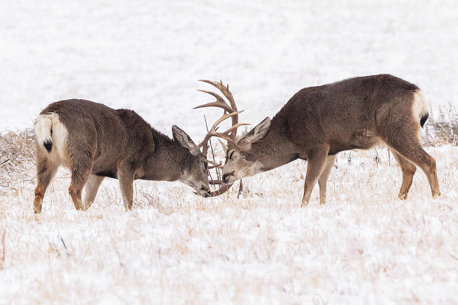 Mule Deer Bucks Spar in the Snow Photograph by Tony Hake