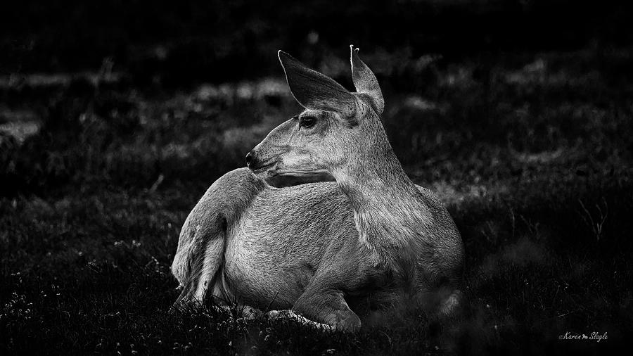 Mule Deer Doe Photograph by Karen Slagle