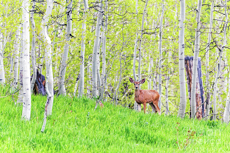 Mule Deer Doe Spring Aspen Forest Photograph by Robert C Paulson Jr