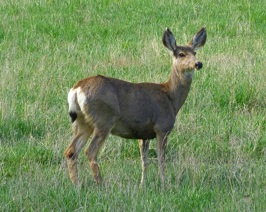 Mule Deer Doe Photograph by Will Borden
