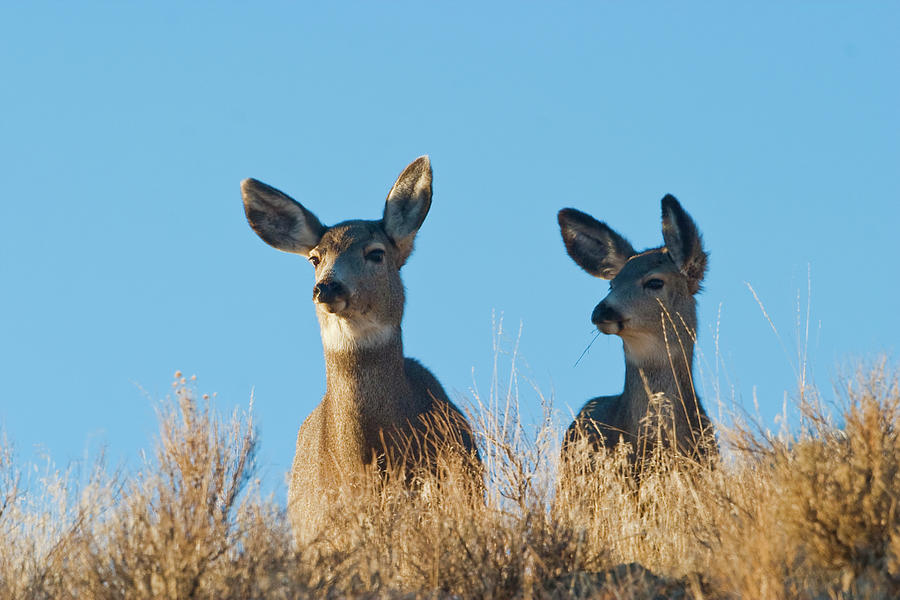 Mule Deer Does Photograph by Mark Miller Photos