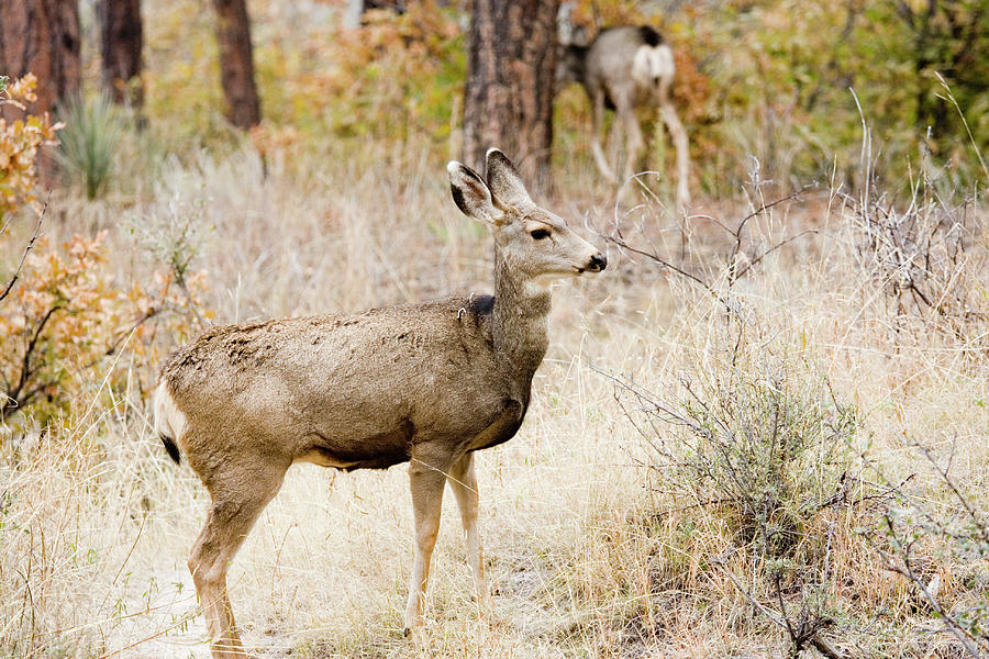 Mule Deer Does Photograph by Swkrullimaging