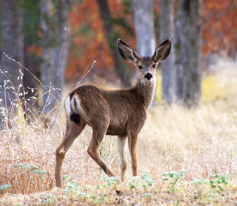 Mule Deer Fawn Photograph by Allan Erickson