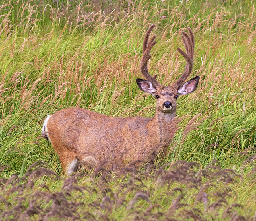 Mule Deer Grazing In Tall Grass Photograph by Ivan Kuzmin - Fine Art ...