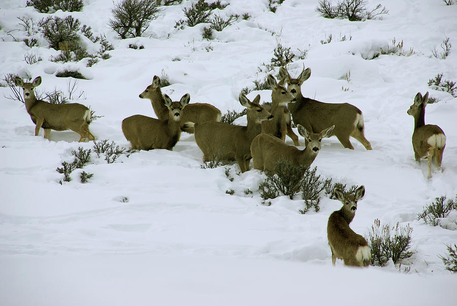 Mule deer herd in deep snow Photograph by Steve Estvanik