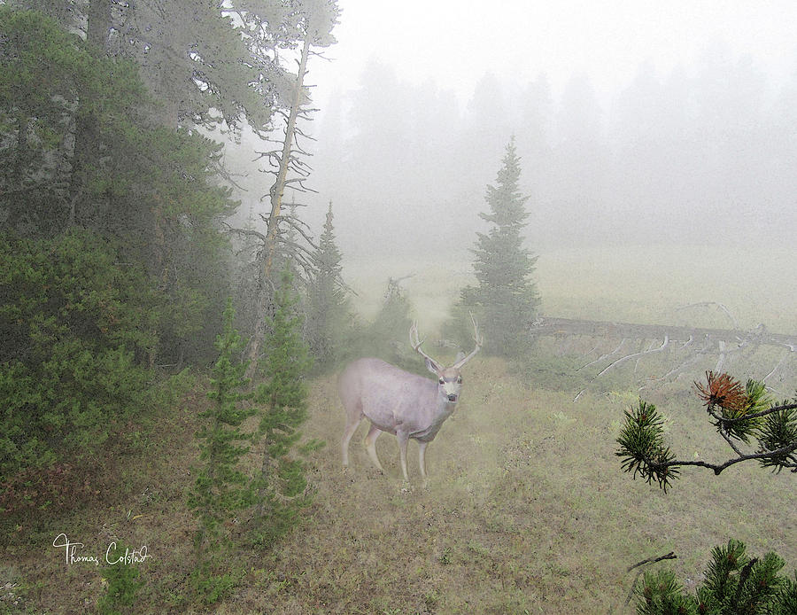 Mule Deer in the Fog by Thomas Colstad Mule Deer in the Fog by Thomas Colstad