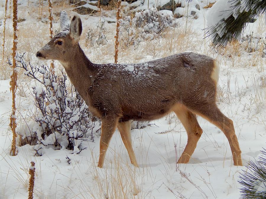 Mule Deer in the Snow Photograph by Dan Miller