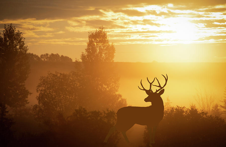 Mule Deer Sunset Stock Photo