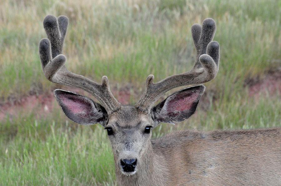 Mule Deer in Velvet Photograph by Colleen Divine - Fine Art America