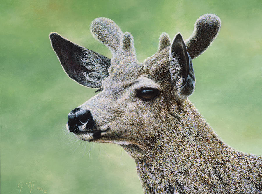 Mule Deer In Velvet Painting by Jeff Tift