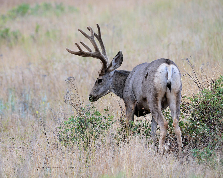 Mule Deer in Velvet Photograph by Whispering Peaks Photography