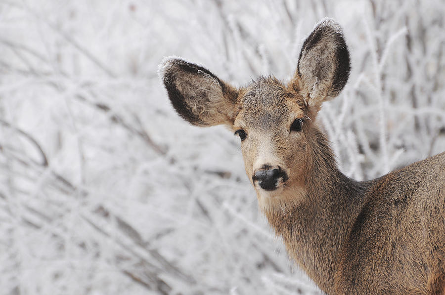 Mule Deer In Winter Photograph by Jjpoole