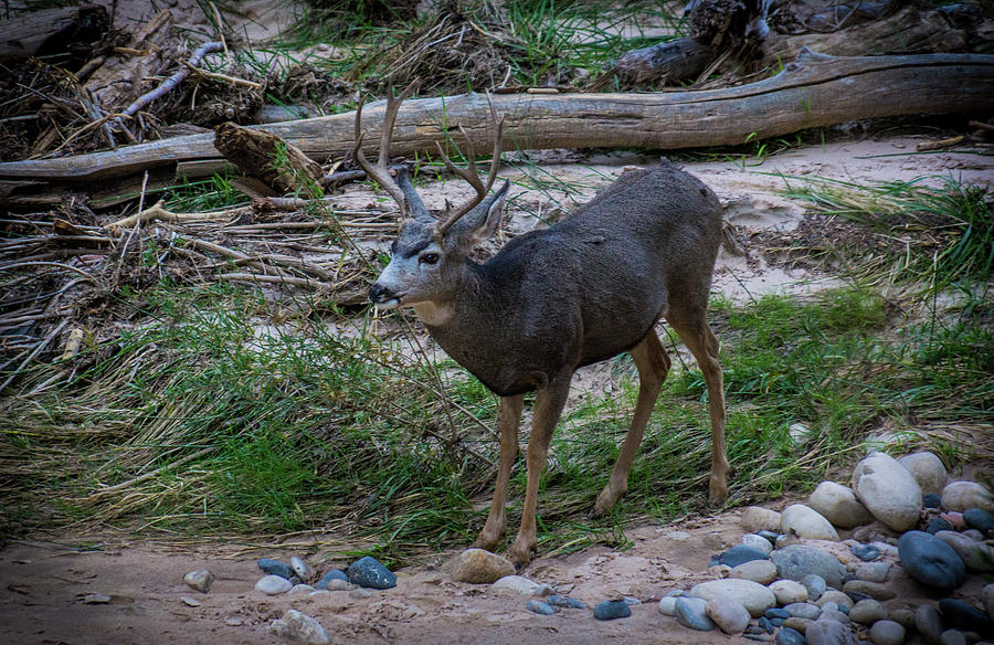 Mule deer in Zion National Park 1 Photograph by Donald Pash