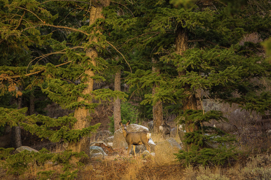 Mule deer, Freemont Lake, Wyoming  Photograph by Julieta Belmont