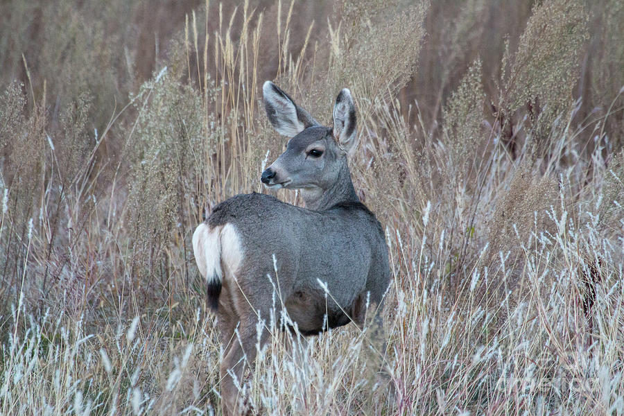 Baby Deer Michael