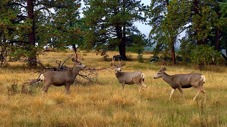 Mule Deer Moment Photograph by Dan Miller