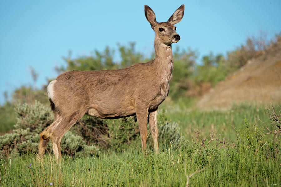 Wildlife Photograph - Mule Deer Of The Badlands 01 by Gordon Semmens