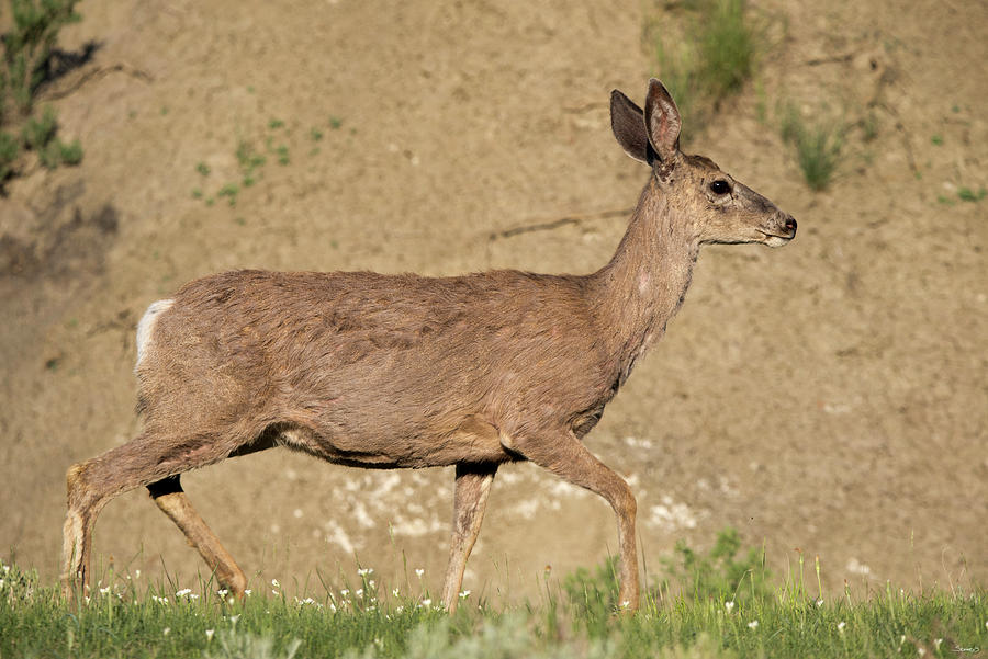 Wildlife Photograph - Mule Deer Of The Badlands 03 by Gordon Semmens