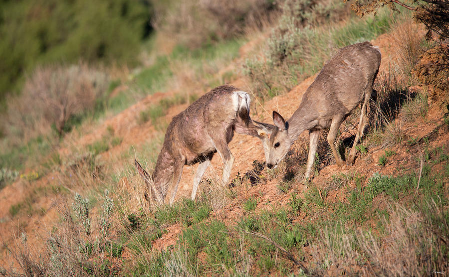 Wildlife Photograph - Mule Deer Of The Badlands 05 by Gordon Semmens