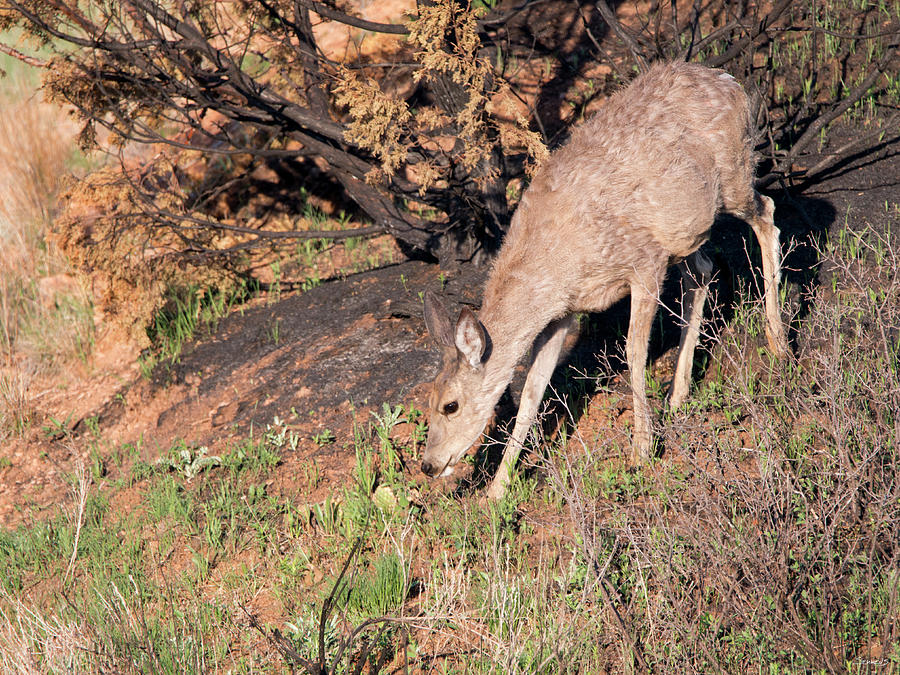 Wildlife Photograph - Mule Deer Of The Badlands 06 by Gordon Semmens