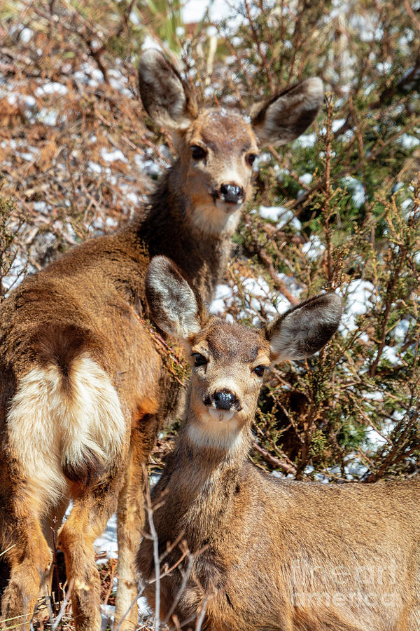 Mule Deer Pair In The Winter Photograph