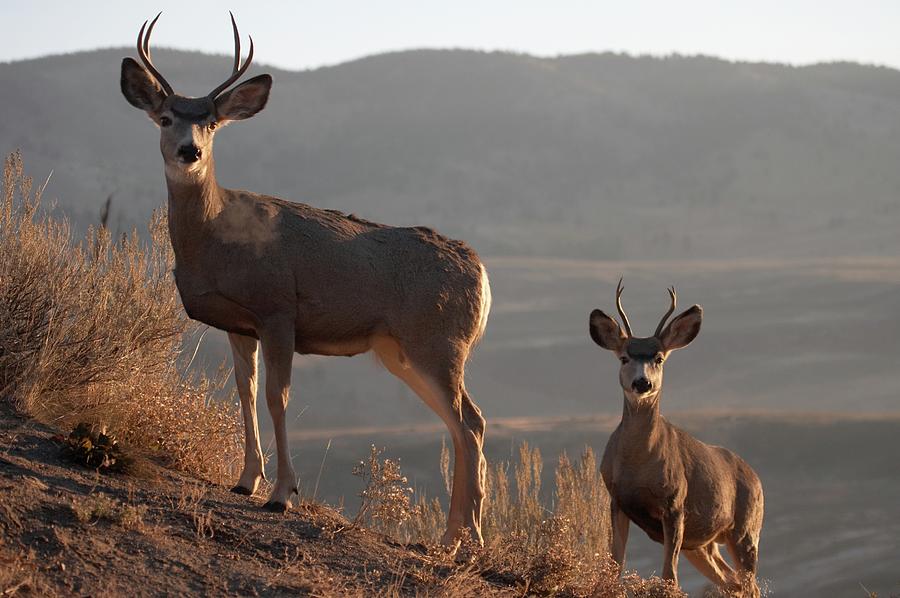 Mule Deer Photograph by Rpbirdman