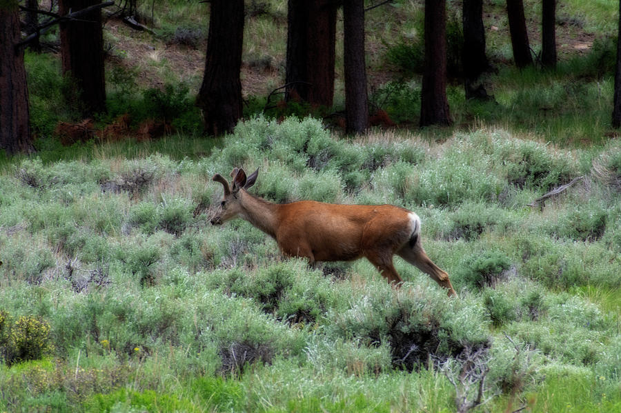 Mule deer walking through field Photograph by Dan Friend