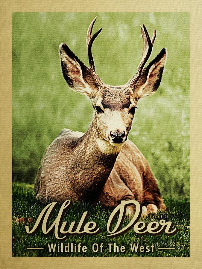 Mule Deer - Wildlife of the West  Digital Art by Flo Karp