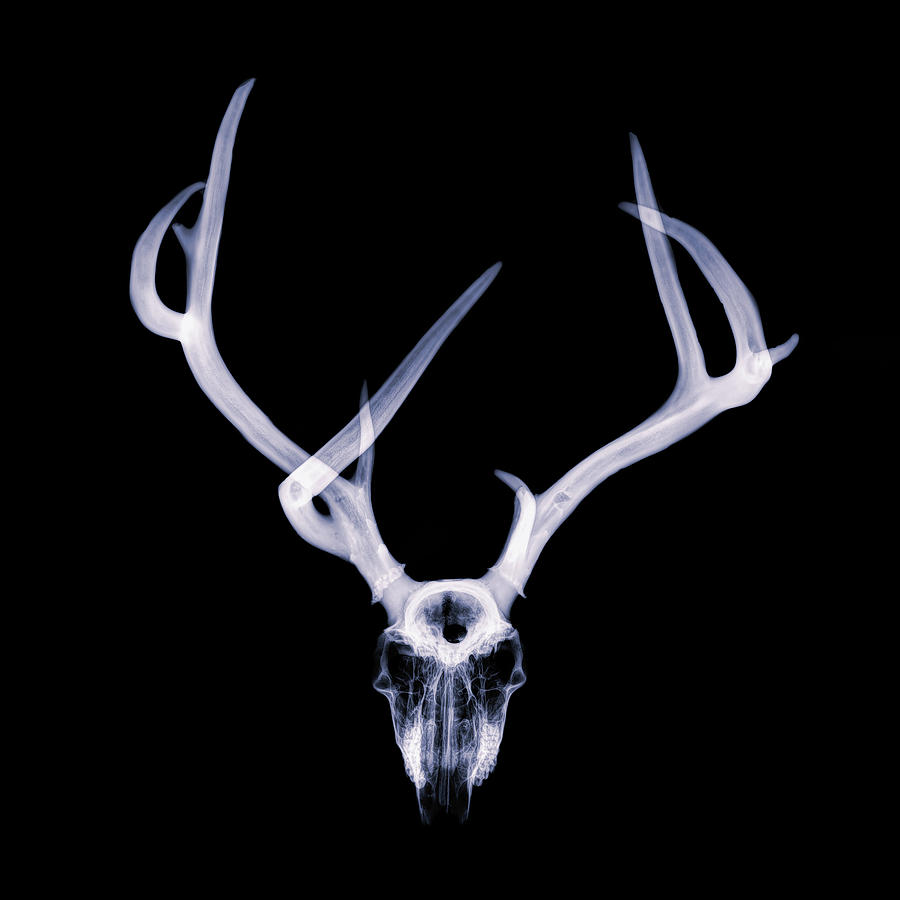 Mule Deer x-ray 001 Photograph by Rob Graham