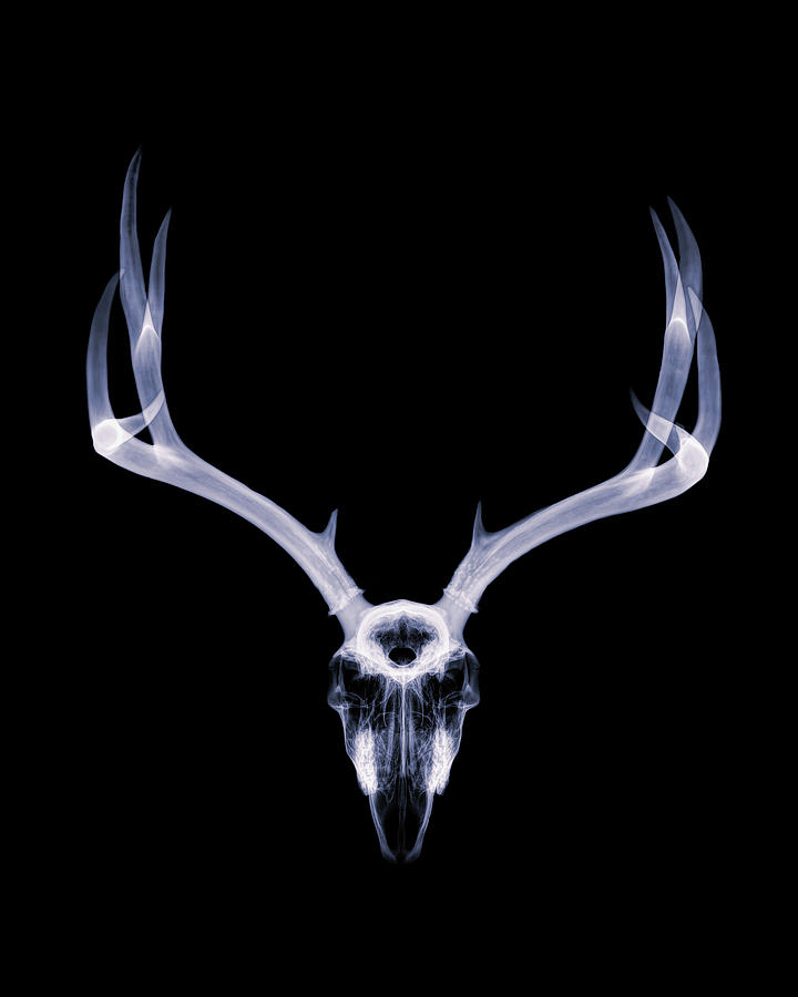 Mule Deer x-ray 002 Photograph by Rob Graham