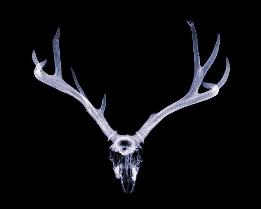 Mule Deer x-ray 003 Photograph by Rob Graham