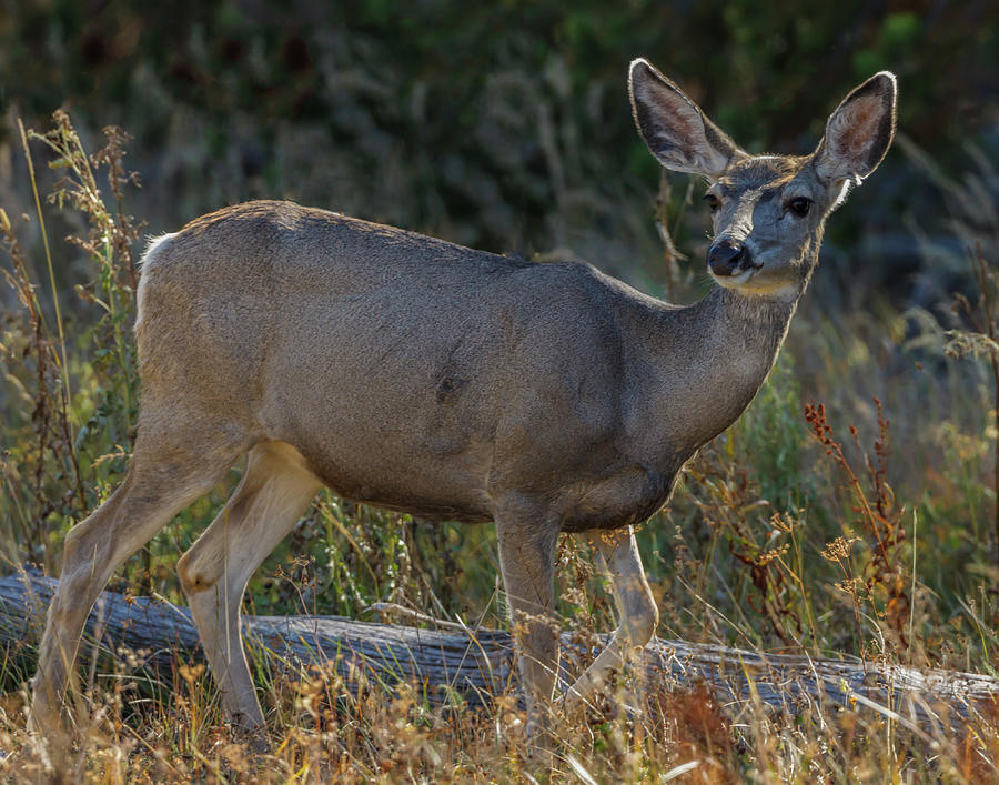 Mule Deer Ynp Photograph by Galloimages Online