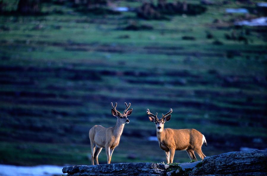 Mule Deers Odocoileus Hemionus, Glacier Photograph by Art Wolfe