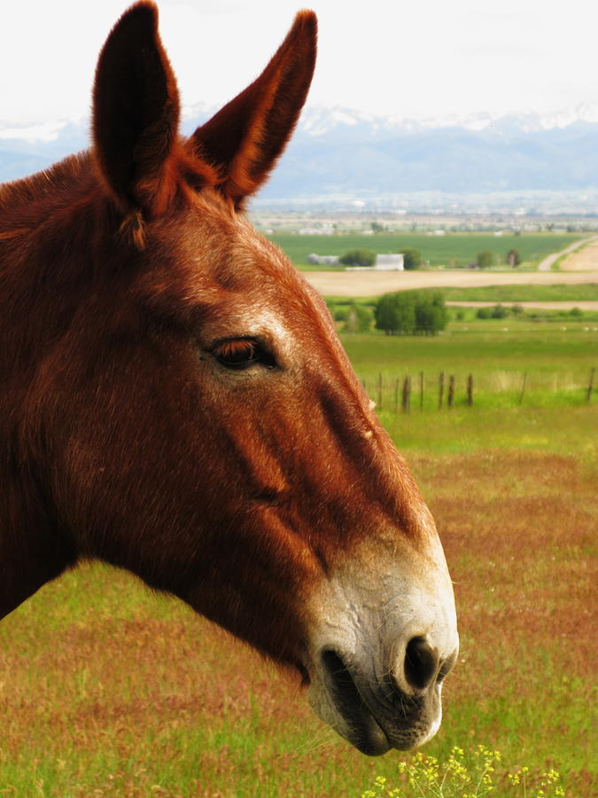 Mule Donkey Horse Profile Photograph by Sassy1902