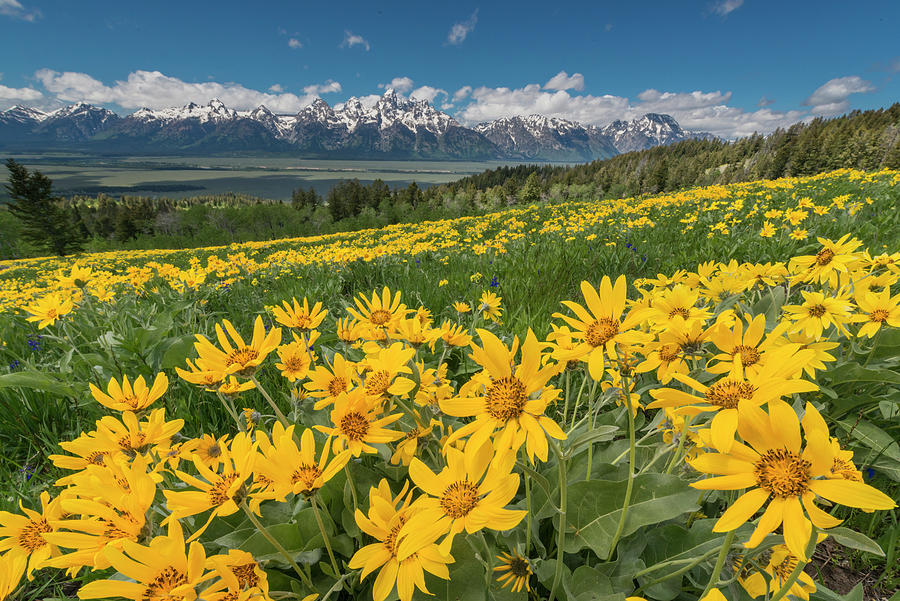 Mule Ears And The Tetons Photograph by Jeff Foott
