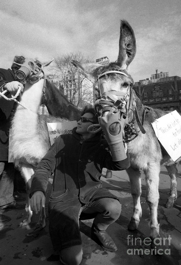 Mule In A Gas Mask Photograph by Bettmann