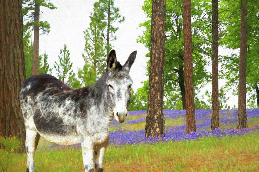 Mule In the Lupines Photograph by Donna Kennedy