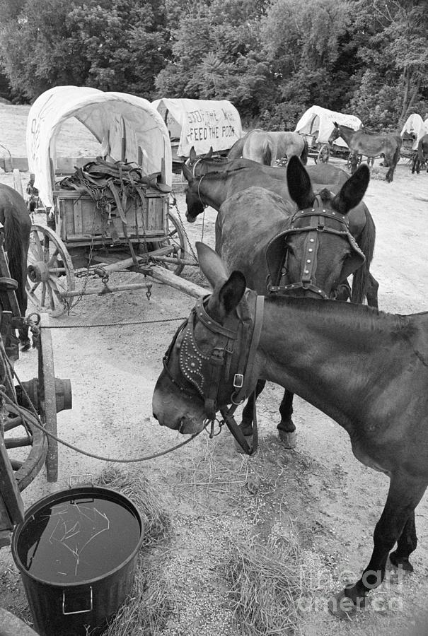 Mules Eating Hay Wcarts In Background Photograph by Bettmann
