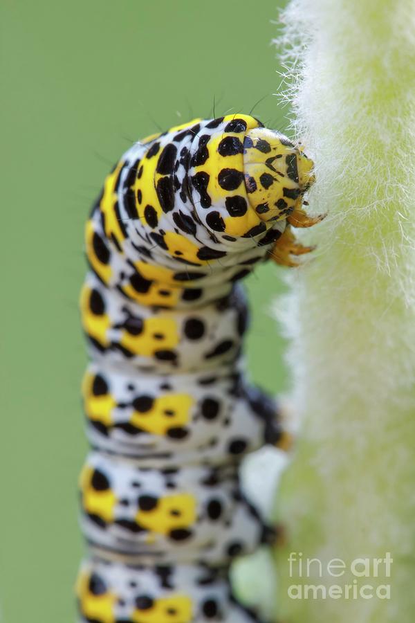 Mullein Moth Caterpillar Photograph by Heath Mcdonald/science Photo Library
