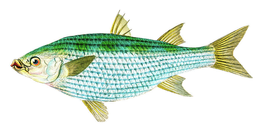 Mullet Mugil Cephalus Drawing by David Letts